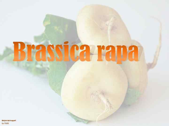Brassica rapa Бекренев Андрей Гр. Т 2 -21 