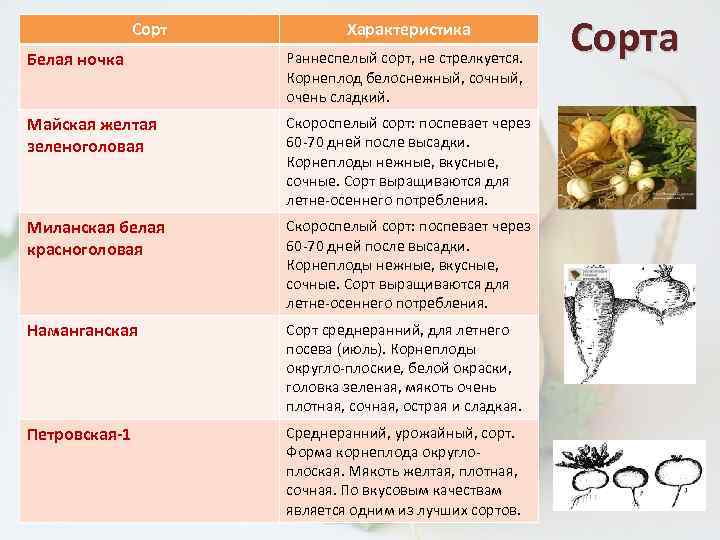 Сорт Характеристика Белая ночка Раннеспелый сорт, не стрелкуется. Корнеплод белоснежный, сочный, очень сладкий. Майская