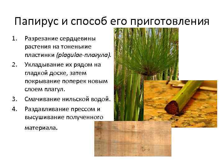 Папирус и способ его приготовления 1. 2. 3. 4. Разрезание сердцевины растения на тоненькие