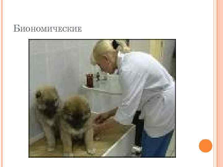 БИОНОМИЧЕСКИЕ 