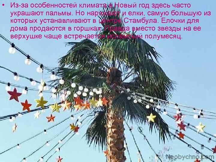  • Из-за особенностей климата в Новый год здесь часто украшают пальмы. Но наряжают