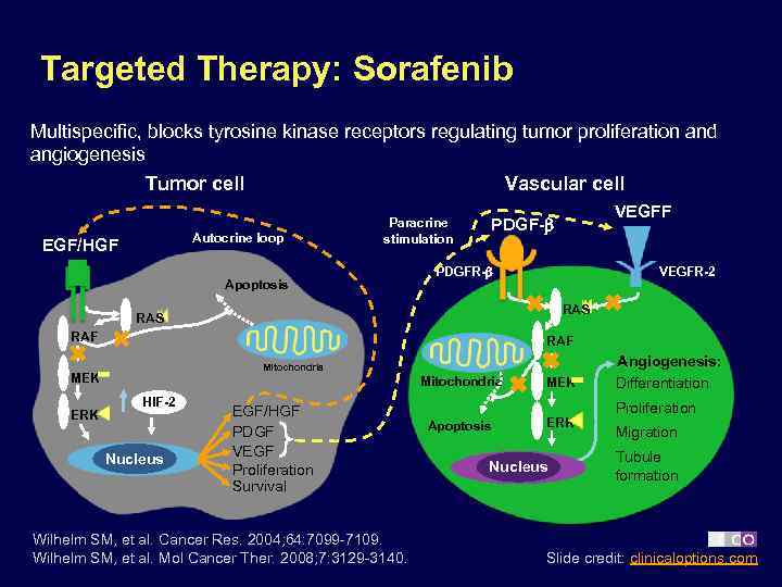 Targeted Therapy: Sorafenib Multispecific, blocks tyrosine kinase receptors regulating tumor proliferation and angiogenesis Tumor
