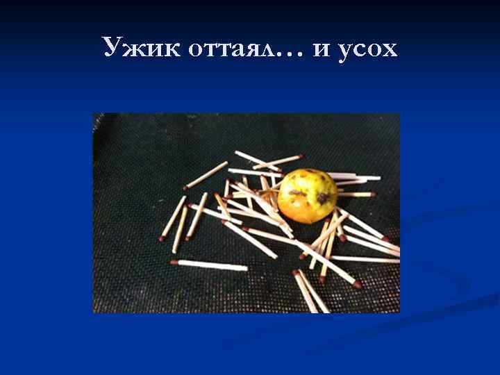 Ужик оттаял… и усох 