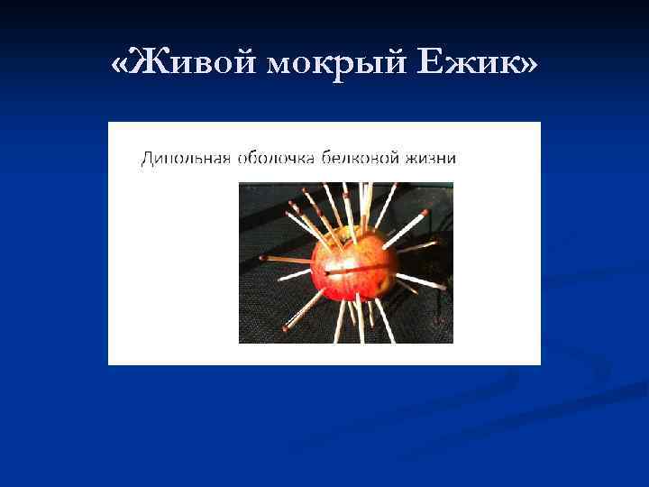  «Живой мокрый Ежик» 