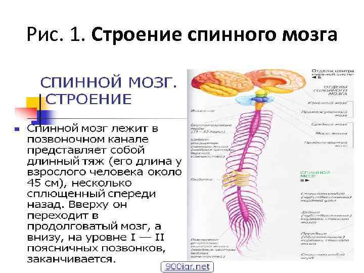 Какая структура спинного мозга выделена на рисунке