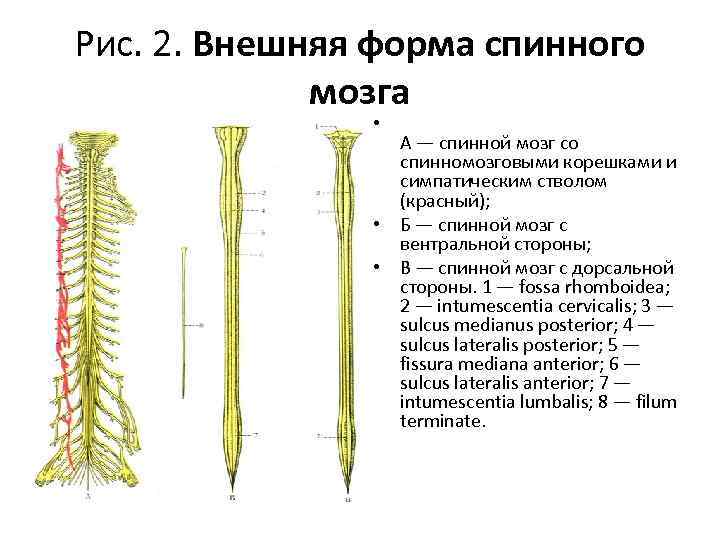 Внешнее строение спинного мозга