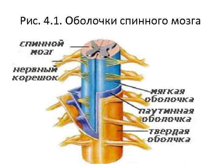 Мягкая оболочка спинного. Оболочки и МЕЖОБОЛОЧЕЧНЫЕ пространства спинного мозга. Строение спинного мозга и его оболочек. Перечислите пространства между оболочками спинного мозга. МЕЖОБОЛОЧЕЧНЫЕ пространства спинного мозга.