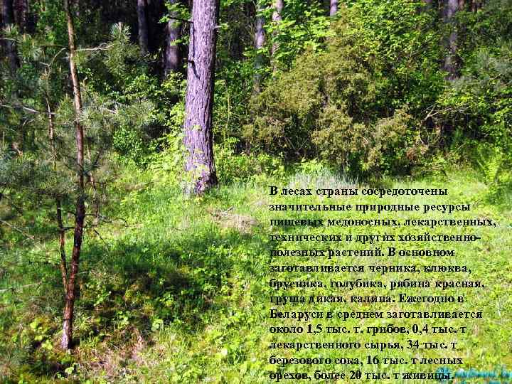 В лесах страны сосредоточены значительные природные ресурсы пищевых медоносных, лекарственных, технических и других хозяйственнополезных