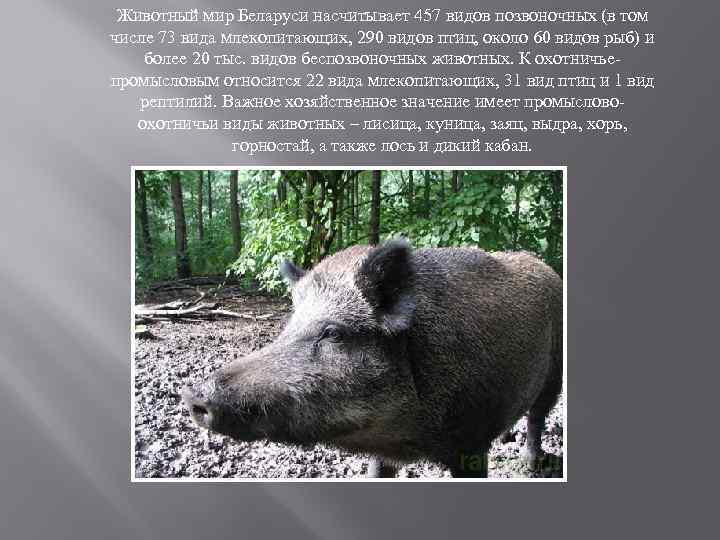 Животный мир Беларуси насчитывает 457 видов позвоночных (в том числе 73 вида млекопитающих, 290
