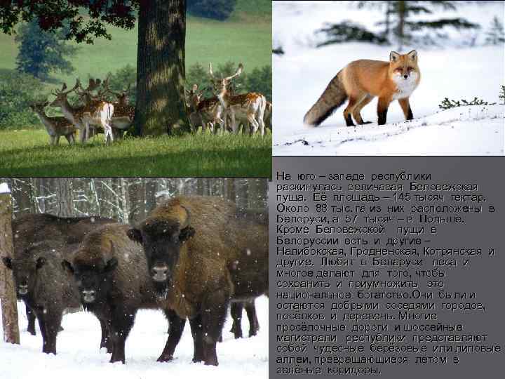 На юго – западе республики раскинулась величавая Беловежская пуща. Её площадь – 145 тысяч