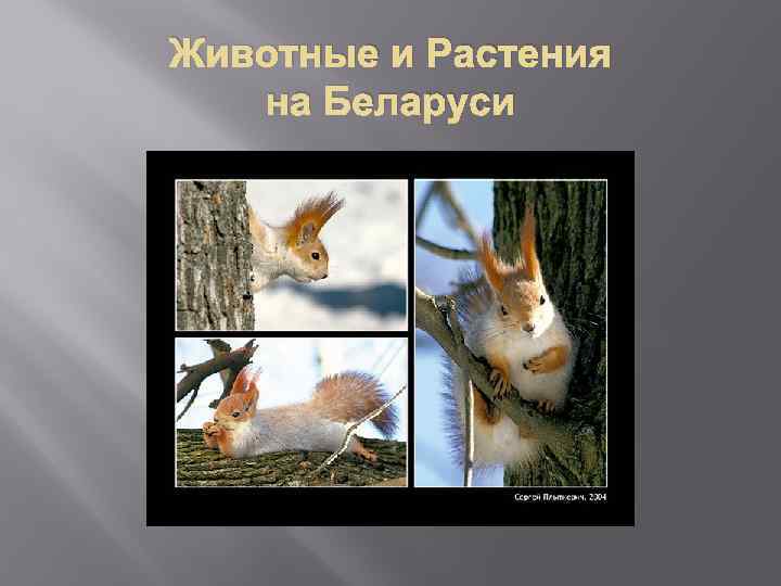 Животные и Растения на Беларуси 