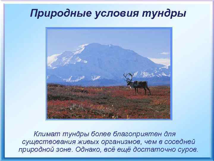 Природные условия тундры Климат тундры более благоприятен для существования живых организмов, чем в соседней