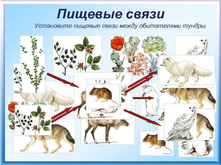 Пищевые связи Установите пищевые связи между обитателями тундры 