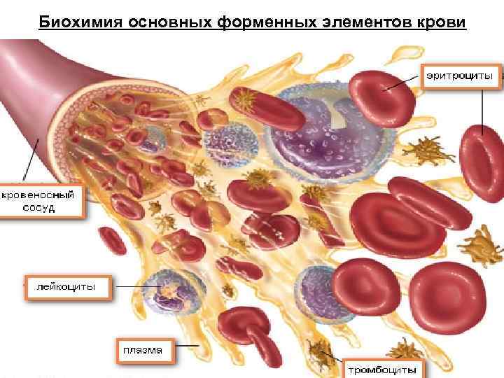 Биохимия основных форменных элементов крови 
