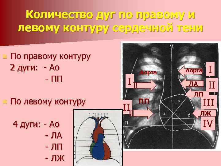 Количество дуг по правому и левому контуру сердечной тени n n По правому контуру