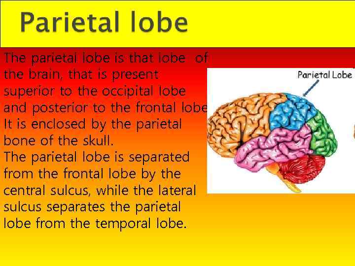 The parietal lobe is that lobe of the brain, that is present superior to