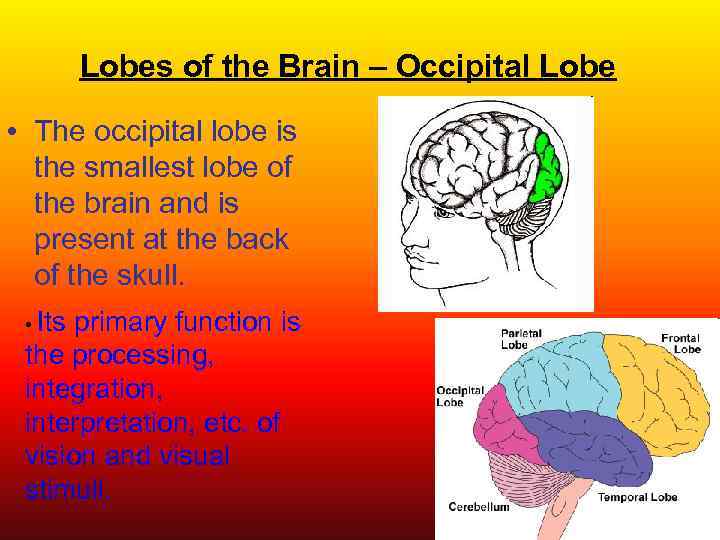 Lobes of the Brain – Occipital Lobe • The occipital lobe is the smallest