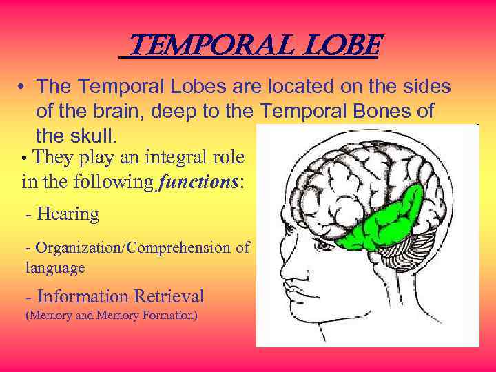 Temporal lobe • The Temporal Lobes are located on the sides of the brain,