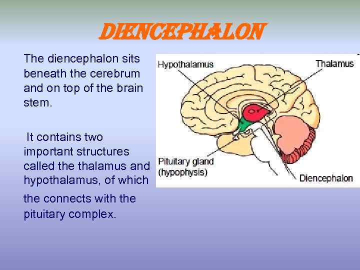 Diencephalon The diencephalon sits beneath the cerebrum and on top of the brain stem.