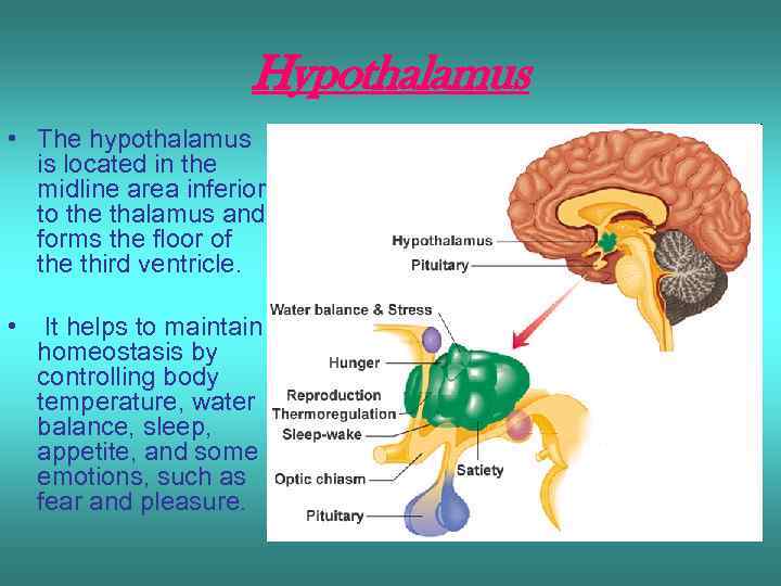 Hypothalamus • The hypothalamus is located in the midline area inferior to the thalamus