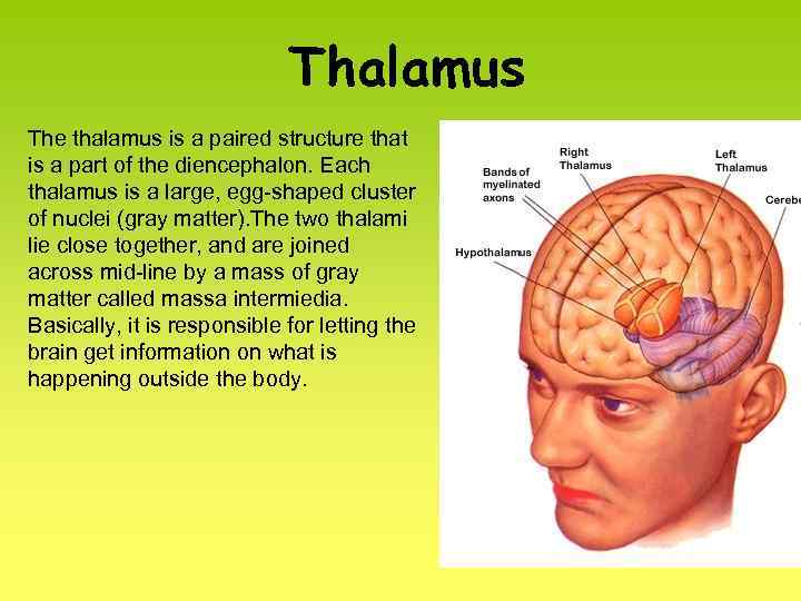 Thalamus The thalamus is a paired structure that is a part of the diencephalon.