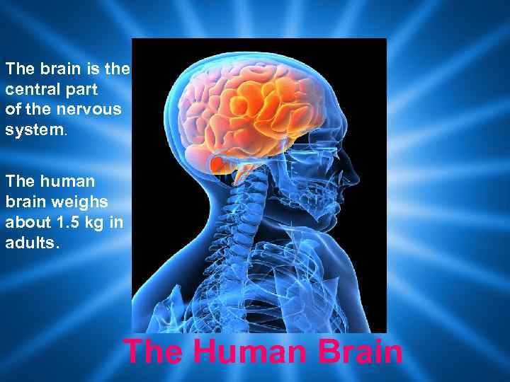 The brain is the central part of the nervous system. The human brain weighs