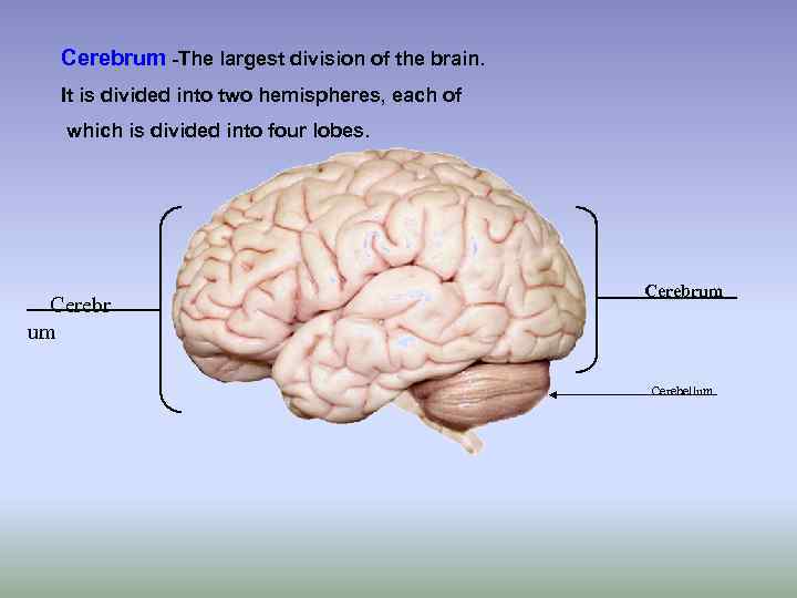 Cerebrum -The largest division of the brain. It is divided into two hemispheres, each