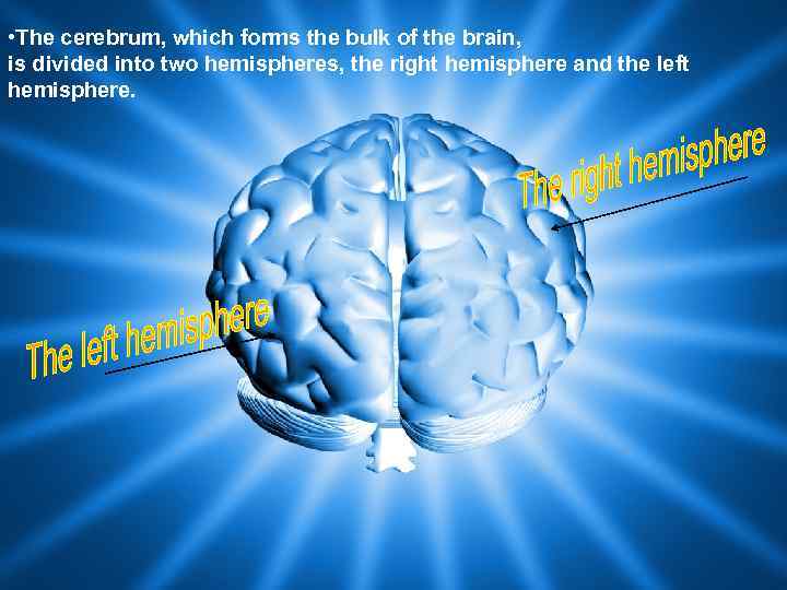  • The cerebrum, which forms the bulk of the brain, is divided into