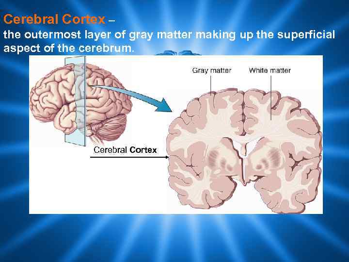 Cerebral Cortex – the outermost layer of gray matter making up the superficial aspect