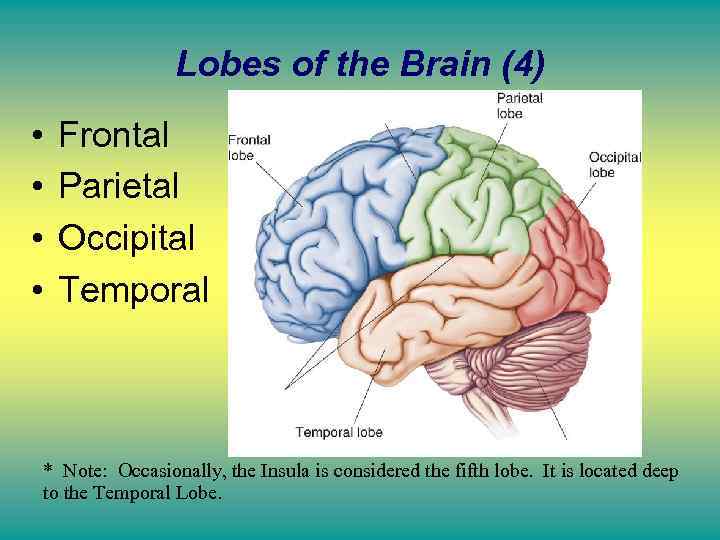 Lobes of the Brain (4) • • Frontal Parietal Occipital Temporal * Note: Occasionally,