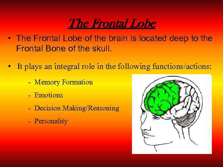 The Frontal Lobe • The Frontal Lobe of the brain is located deep to