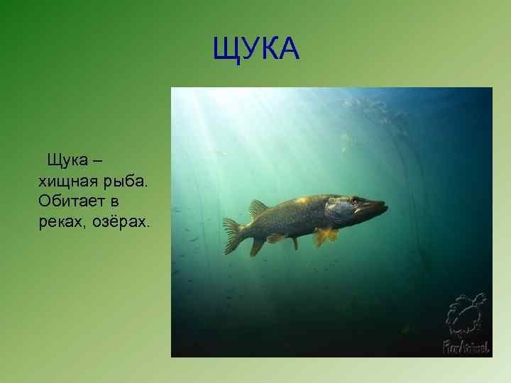 ЩУКА Щука – хищная рыба. Обитает в реках, озёрах. 