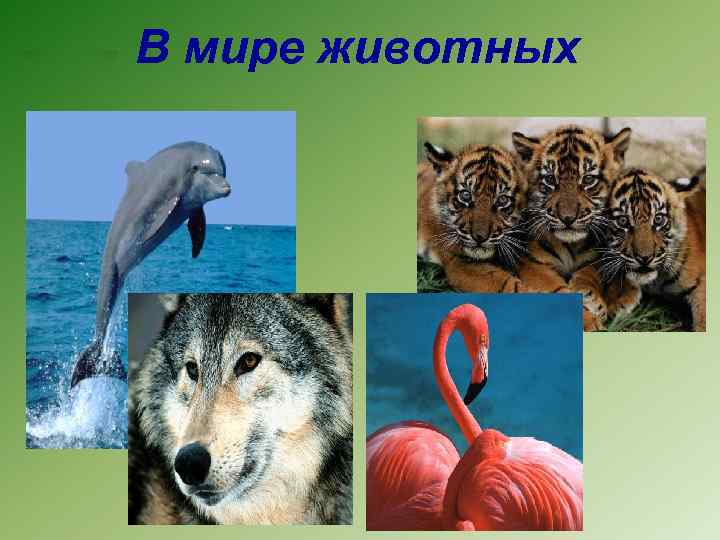 В мире животных 