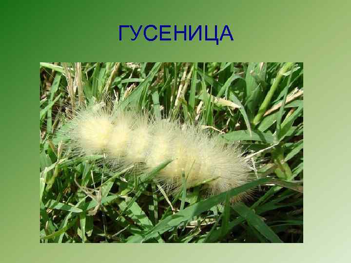 ГУСЕНИЦА 