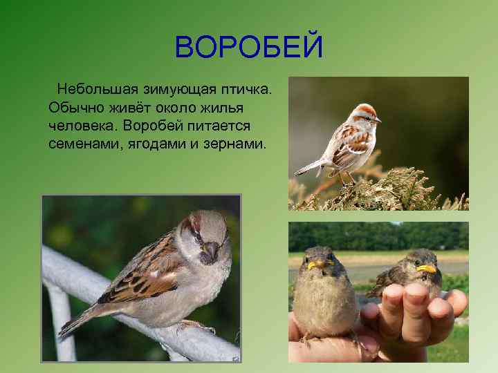 ВОРОБЕЙ Небольшая зимующая птичка. Обычно живёт около жилья человека. Воробей питается семенами, ягодами и