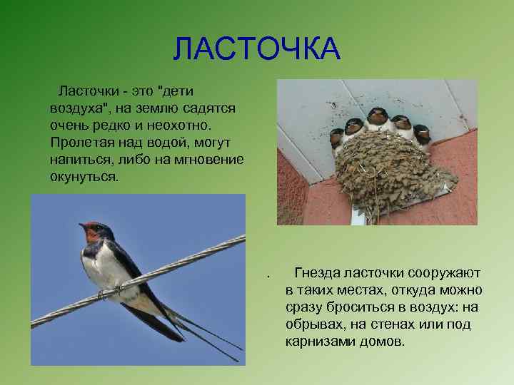 ЛАСТОЧКА Ласточки - это 