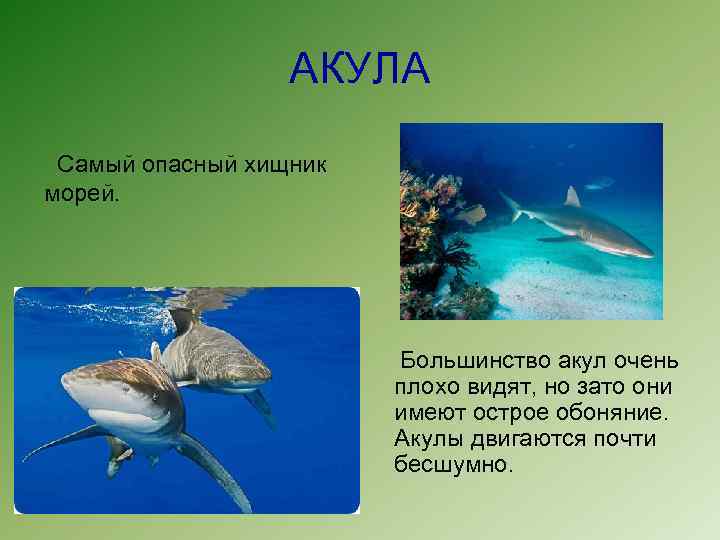 АКУЛА Самый опасный хищник морей. Большинство акул очень плохо видят, но зато они имеют