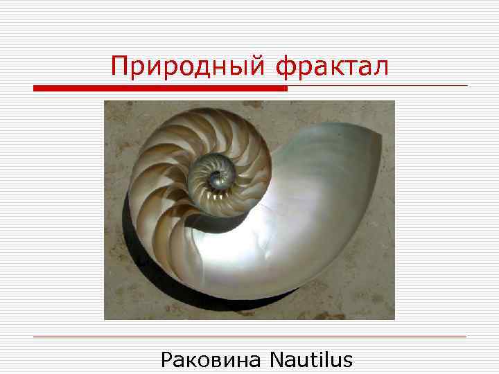 Природный фрактал Раковина Nautilus 