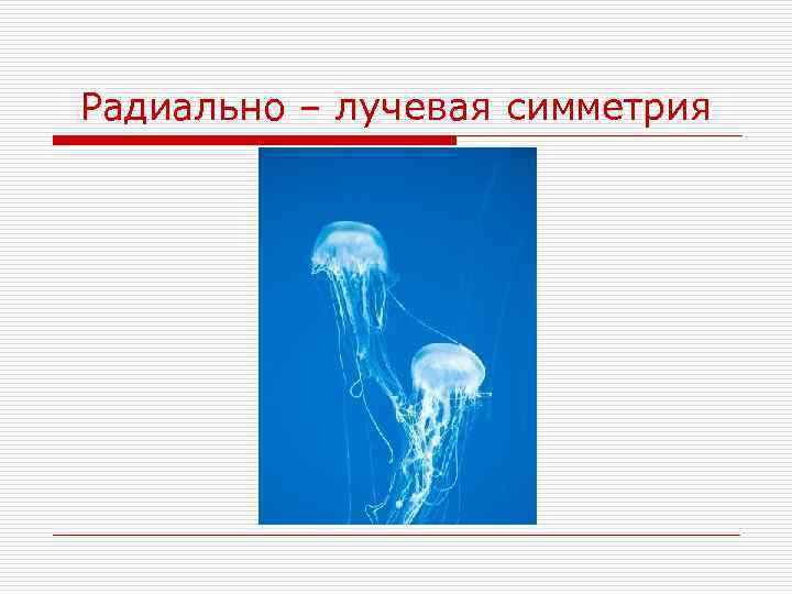 Радиально – лучевая симметрия 