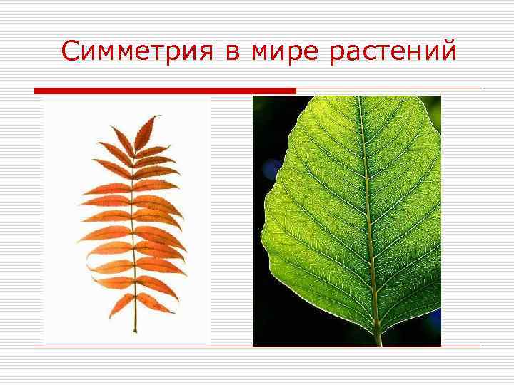 Симметрия в мире растений 