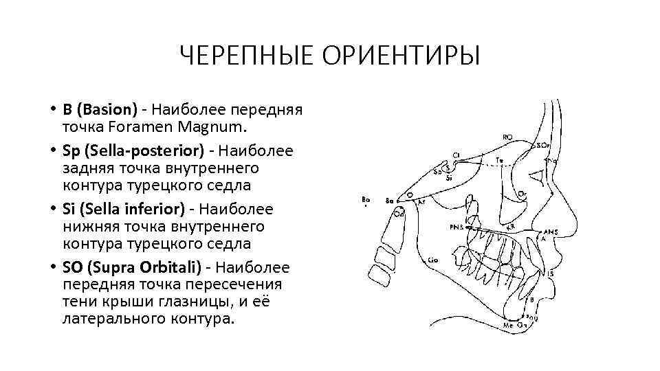 ЧЕРЕПНЫЕ ОРИЕНТИРЫ • В (Basion) - Наиболее передняя точка Foramen Magnum. • Sp (Sella-posterior)