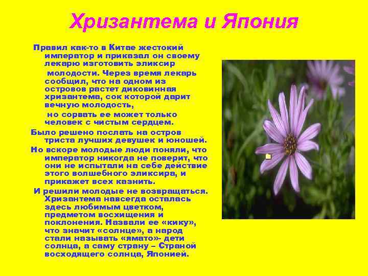 Хризантема и Япония Правил как-то в Китае жестокий император и приказал он своему лекарю