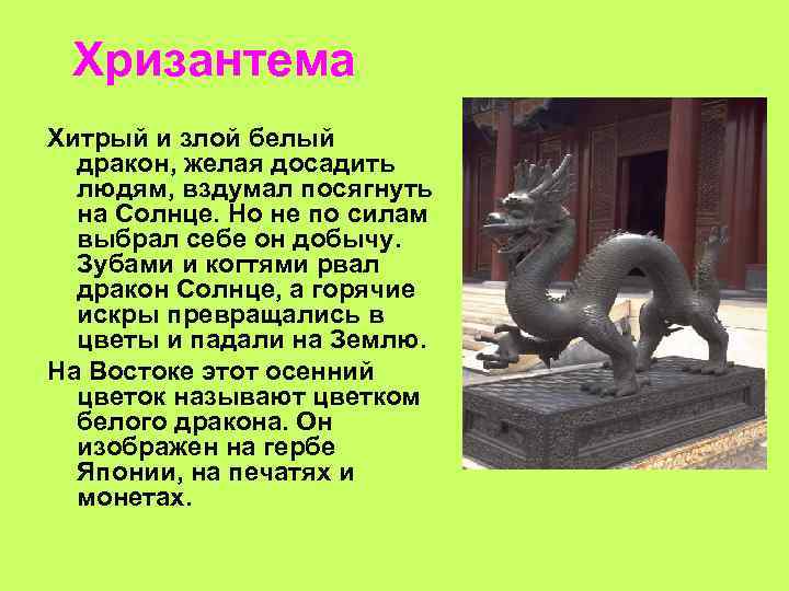 Хризантема Хитрый и злой белый дракон, желая досадить людям, вздумал посягнуть на Солнце. Но