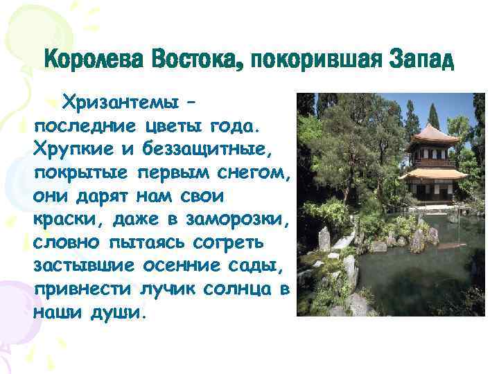 Королева Востока, покорившая Запад Хризантемы – последние цветы года. Хрупкие и беззащитные, покрытые первым