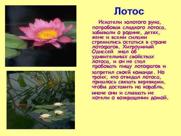 Лотос Искатели золотого руна, попробовав сладкого лотоса, забывали о родине, детях, жене и всеми