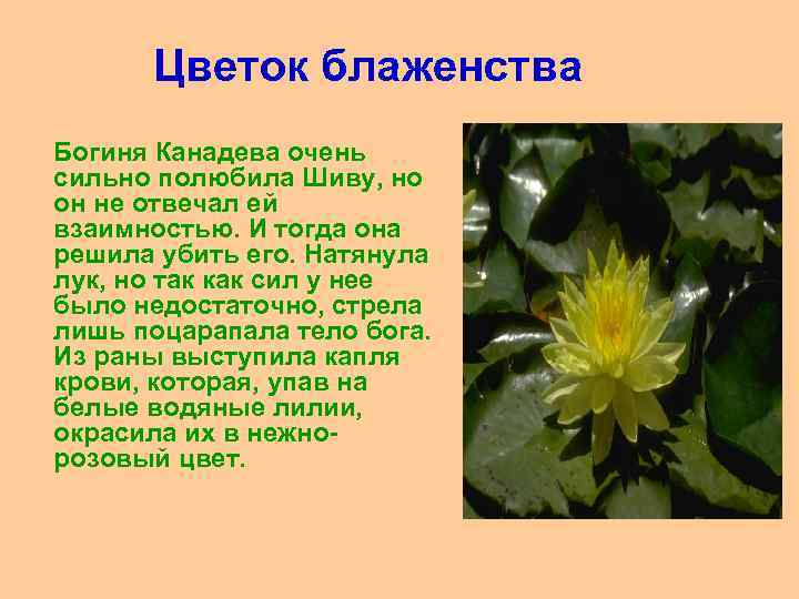 Цветок блаженства Богиня Канадева очень сильно полюбила Шиву, но он не отвечал ей взаимностью.