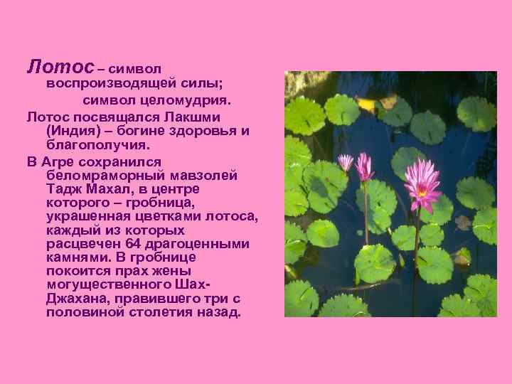 Лотос – символ воспроизводящей силы; символ целомудрия. Лотос посвящался Лакшми (Индия) – богине здоровья