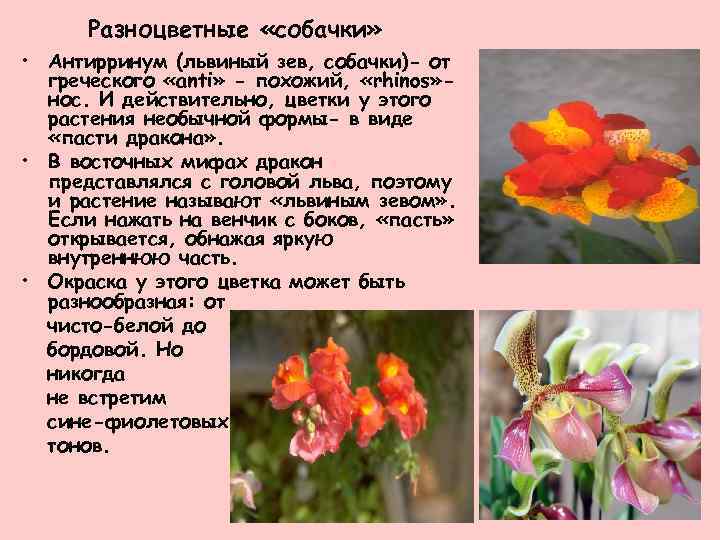 Разноцветные «собачки» • Антирринум (львиный зев, собачки)- от греческого «anti» - похожий, «rhinos» нос.