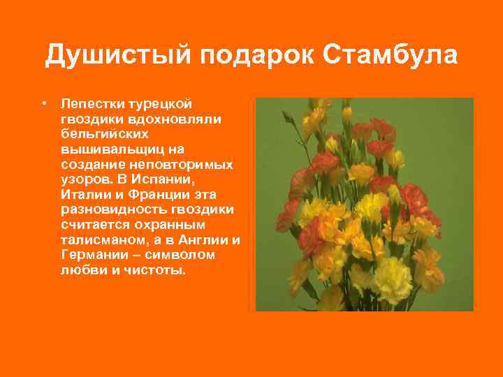 Душистый подарок Стамбула • Лепестки турецкой гвоздики вдохновляли бельгийских вышивальщиц на создание неповторимых узоров.
