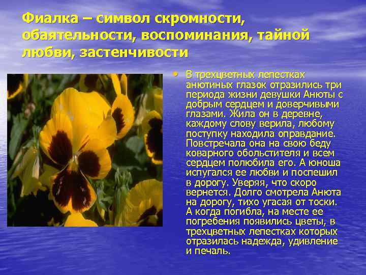 Фиалка – символ скромности, обаятельности, воспоминания, тайной любви, застенчивости • В трехцветных лепестках анютиных